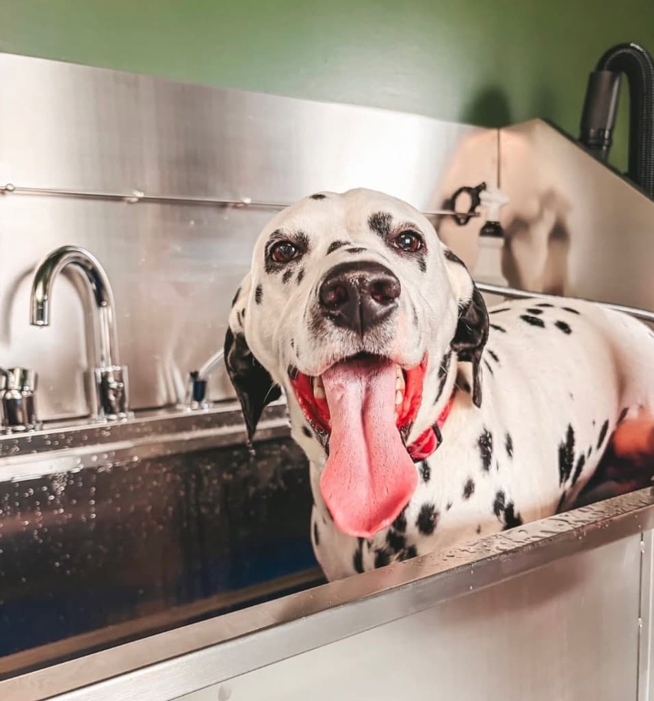 A happy Dalmatian standing in a stainless steel self-service wash tub at The Polished Pup