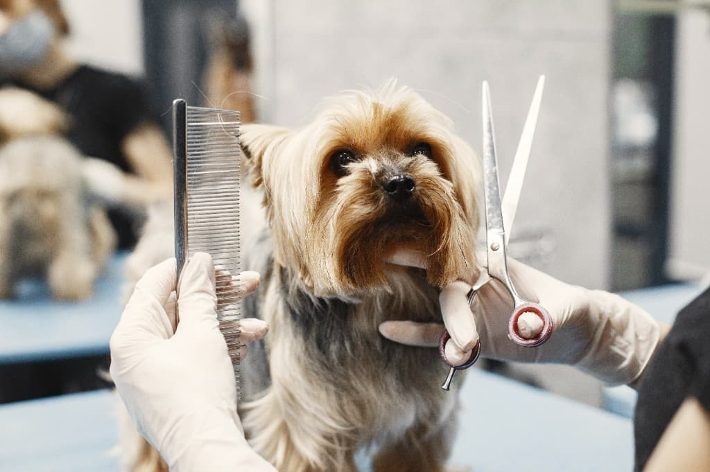 A Yorkshire Terrier being groomed with a comb and scissors at The Polished Pup
