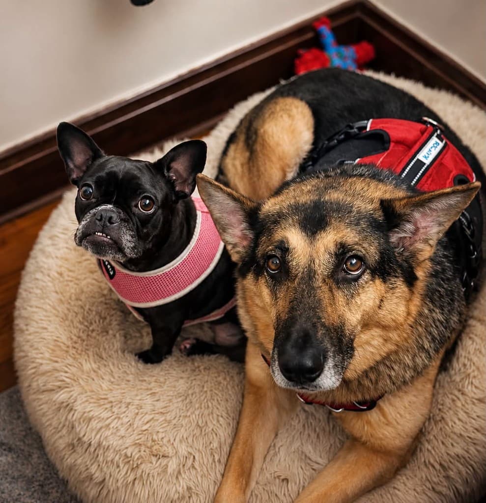 A black French Bulldog and a German Shepherd sharing a round cream dog bed