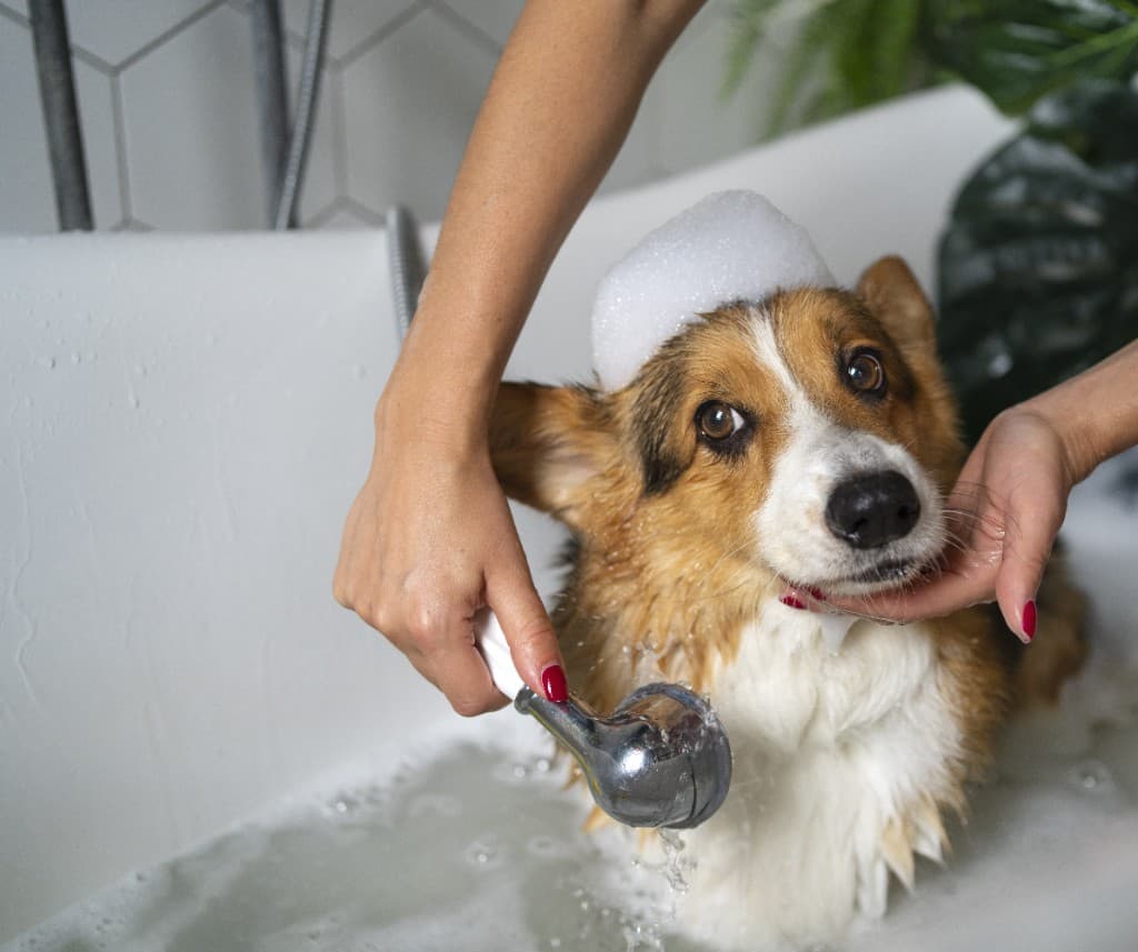 A Pembroke Welsh Corgi in a soapy wash tub at The Polished Pup