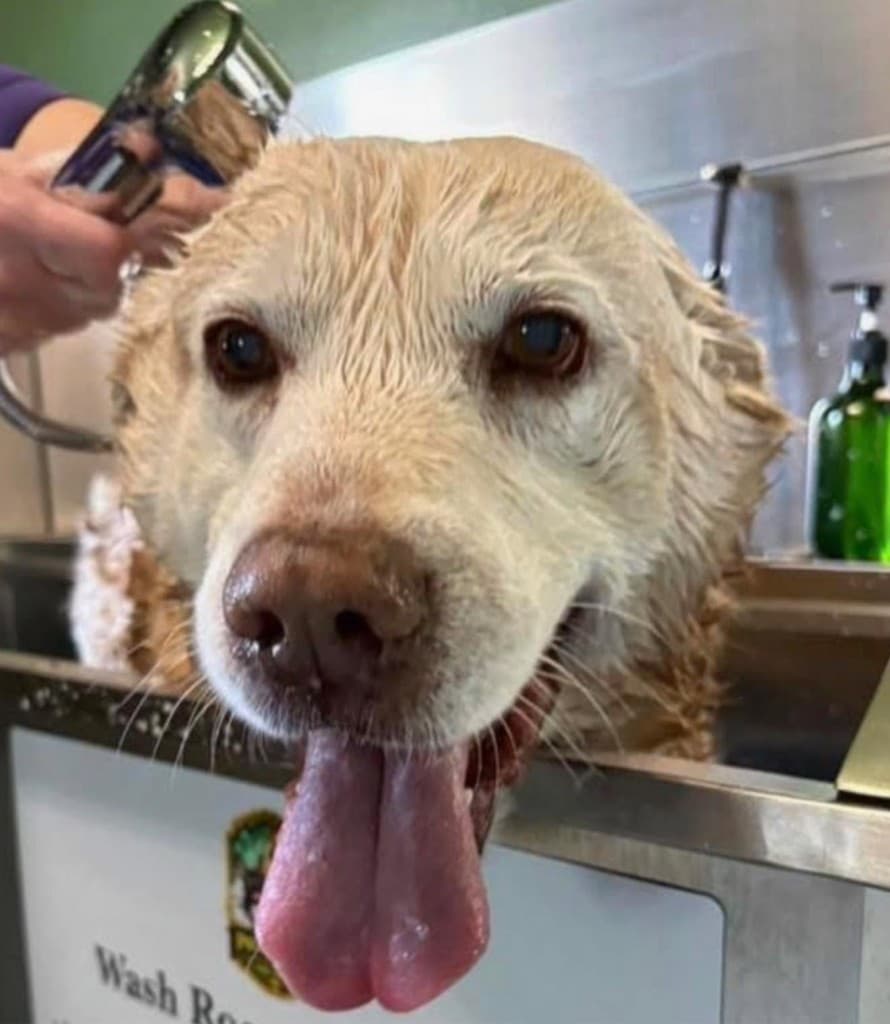 A happy wet golden dog being rinsed in a stainless steel wash tub at The Polished Pup