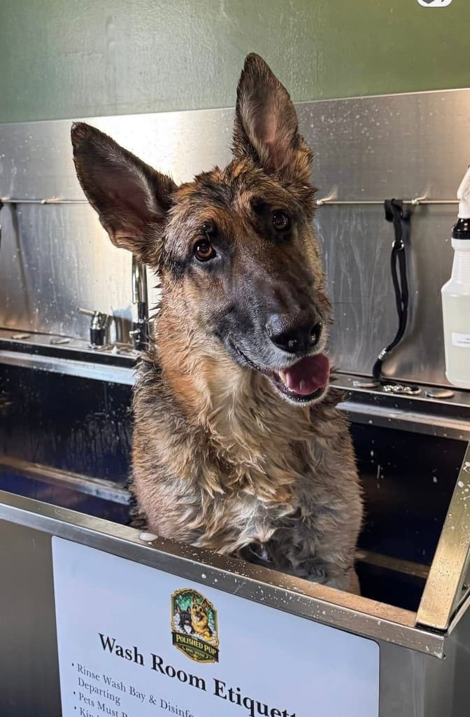 A wet German Shepherd standing in a stainless steel wash tub at The Polished Pup